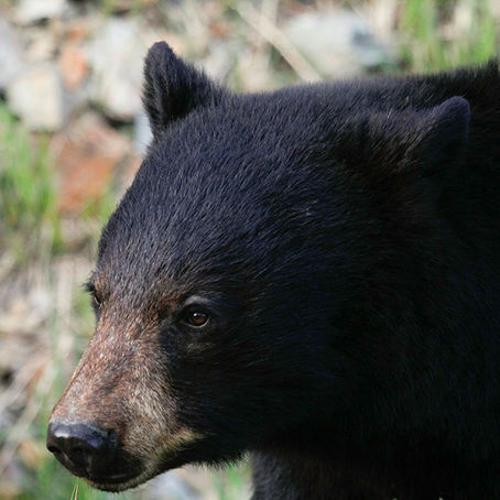 NATURE: North American Black Bear