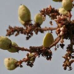BOSWELLIA.png