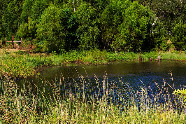Pond web size.jpg