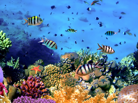Coral Reefs: Why They're Worth Protecting