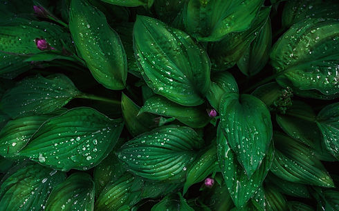 leaves.jpeg