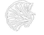 First Dip Element 3.webp