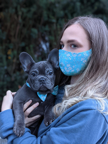 Bowtie (pets) image 1