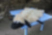 Sheep-shaped rug on a blue table, stone wall background. Sheep Cushions.