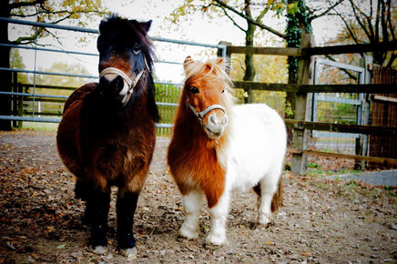 Wer steht denn da neu auf dem Hof?