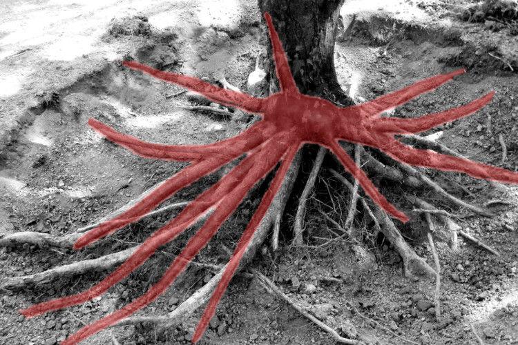 Thumbnail: Fakopp Tree root detector