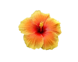 orange hibiscus.png