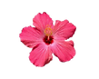 pink hibiscus.png