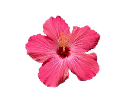 pink hibiscus.png
