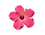 pink hibiscus.png
