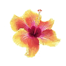 pink and yellow hibiscus.png