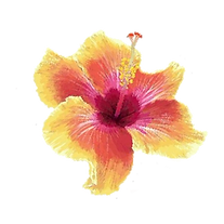 pink and yellow hibiscus.png