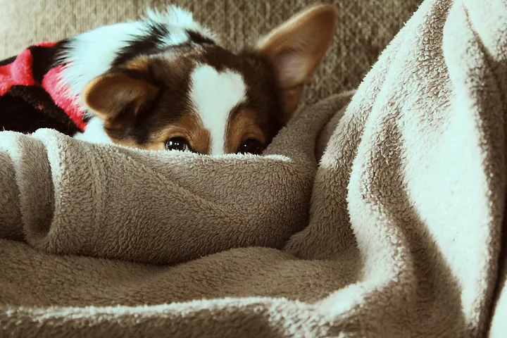 chien qui se cache car il a des douleurs