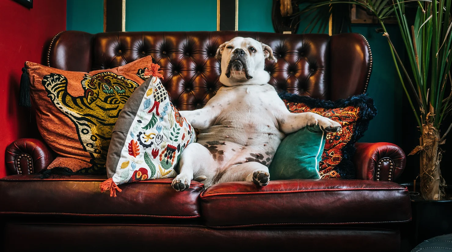chien content après un massage