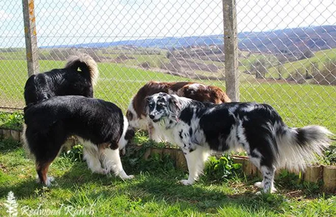 chiens qui mangent de l'herbe dans un jardin sensoriel