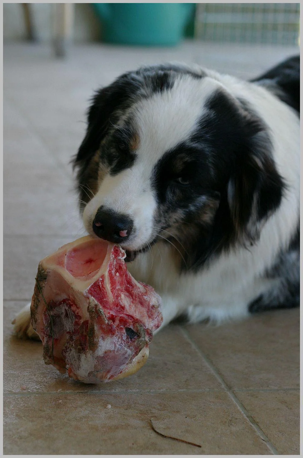 dog chewing a raw bone