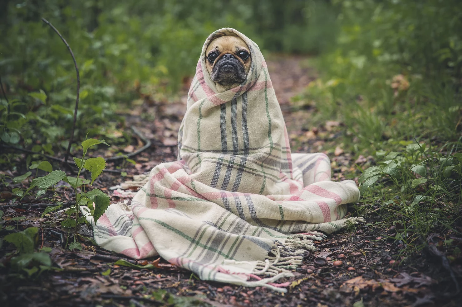 chien sous une couverture car il souffre