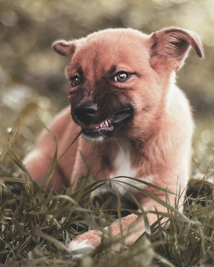 chiot qui mange de l'herbe