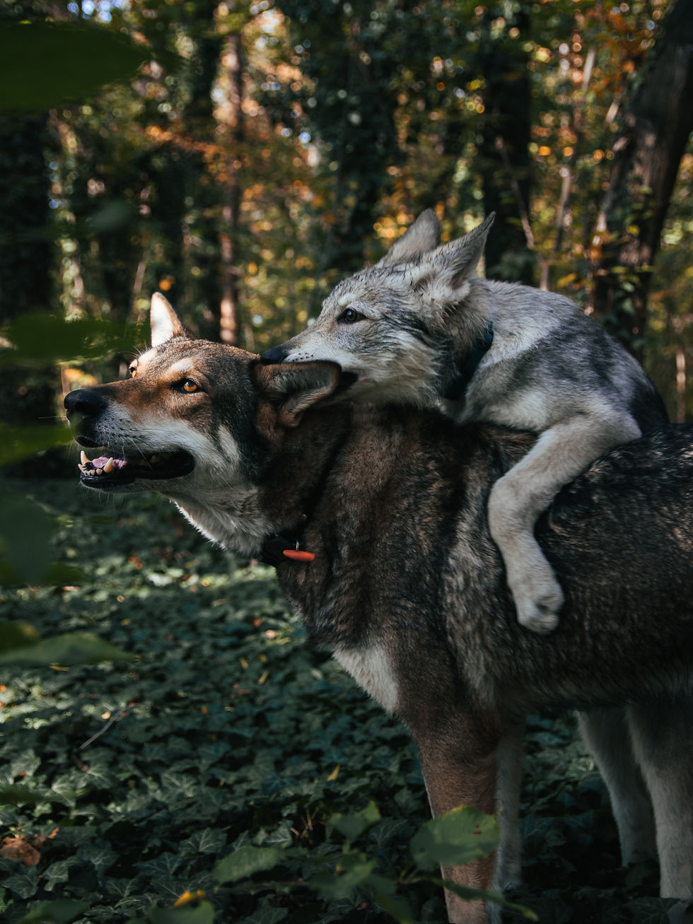 two dogs touching each other