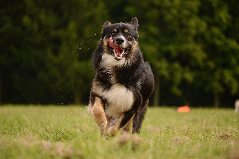 Magnétiseur pour chien à Toulouse, en ligne et à distance avec Enlightened Animal by Corine.