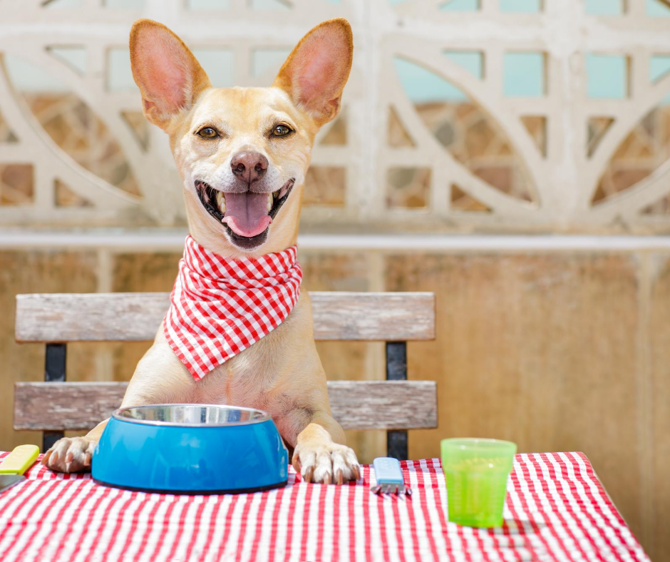 chien content qui mange la meilleure nourriture pour chien