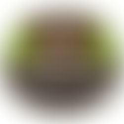 TreeRunner Obstacle Course & Zipline Event