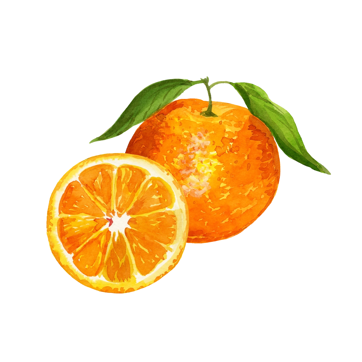 clementine_aquarelle.webp