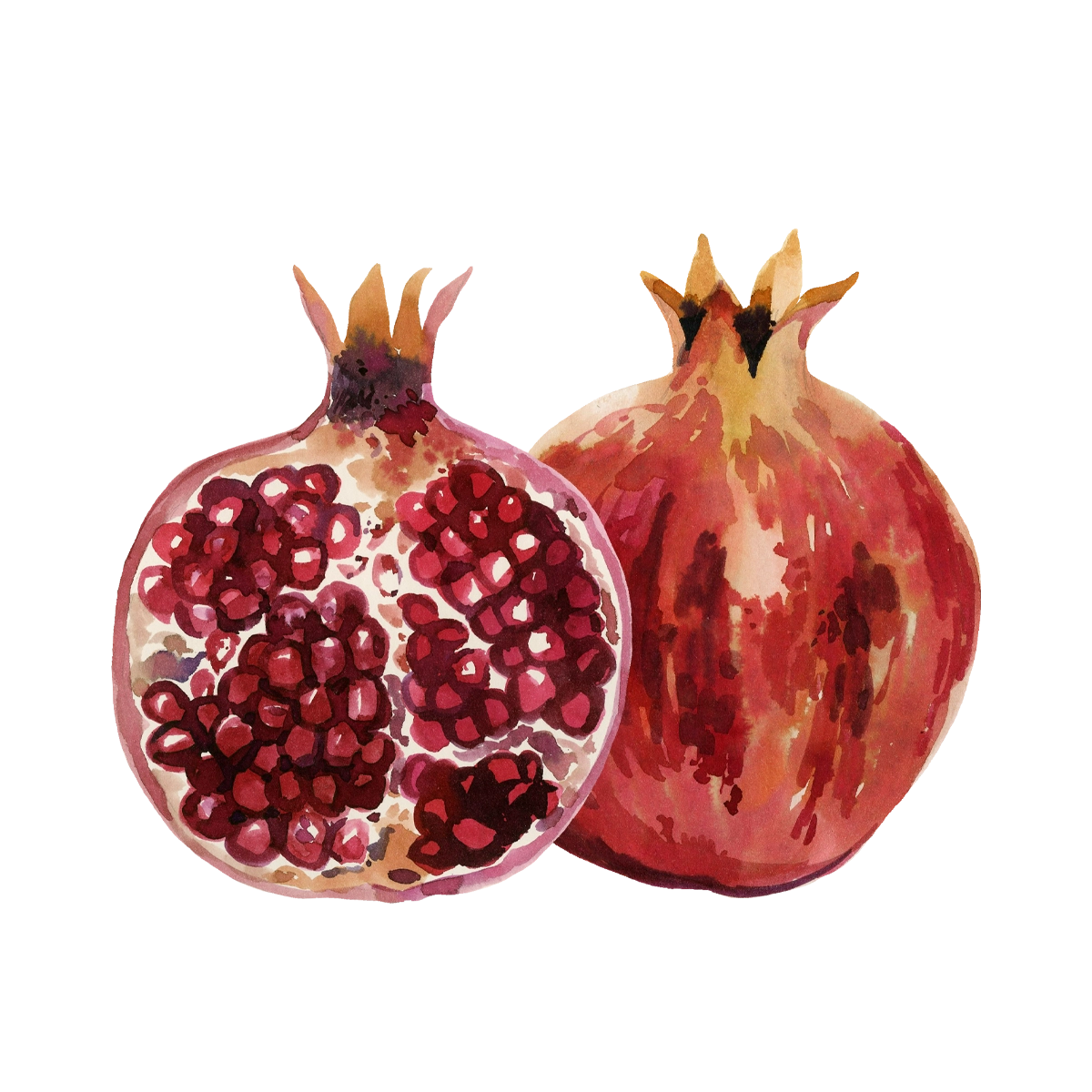 grenade_aquarelle.webp