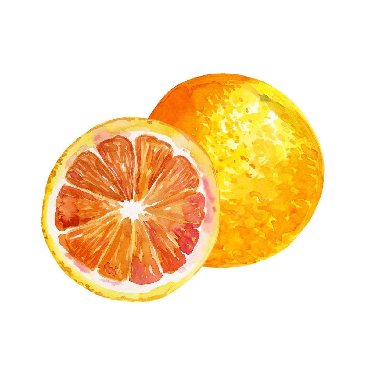 pomelos_aquarelle.webp