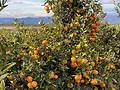 image_orangers_espagne_2.webp