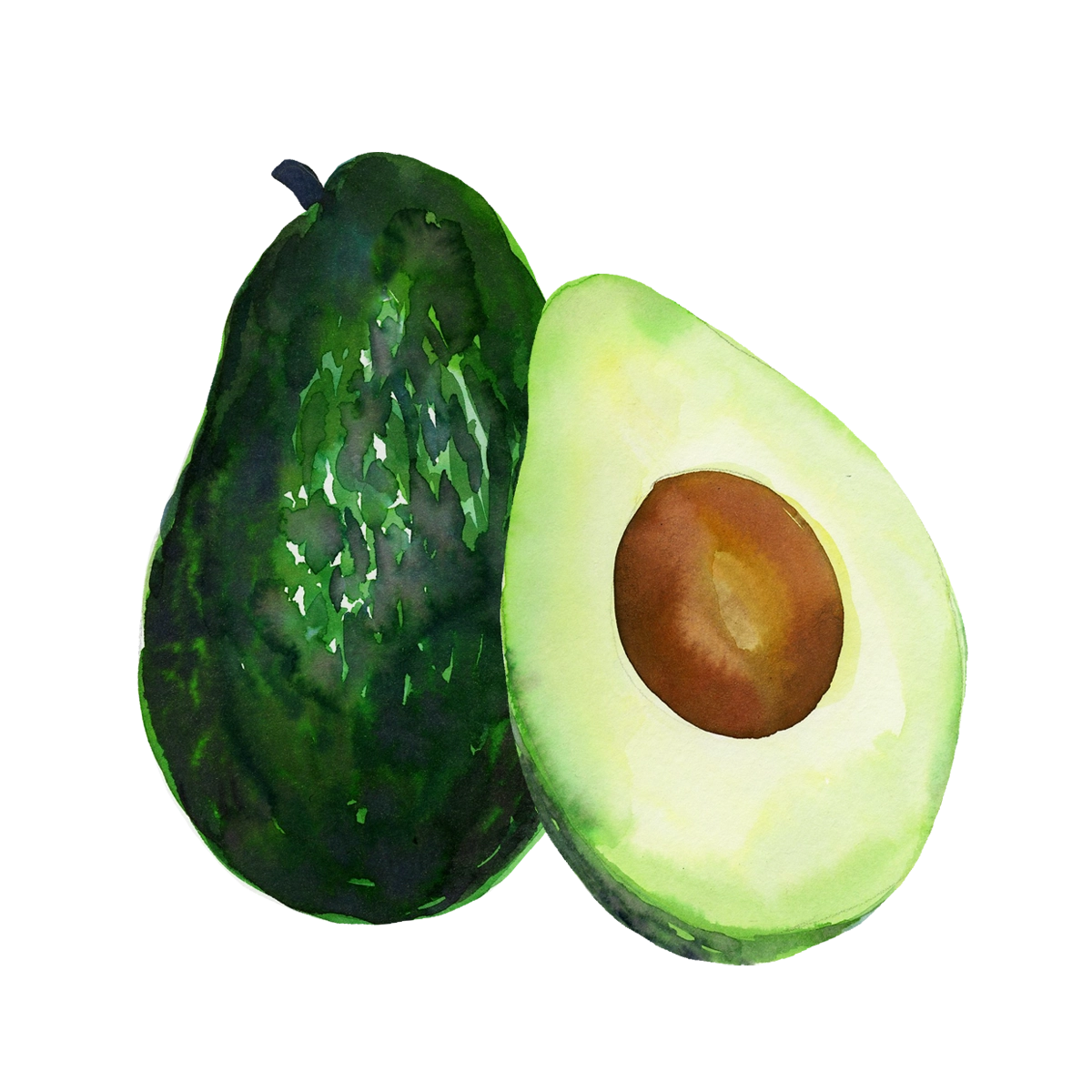 avocat_aquarelle.webp