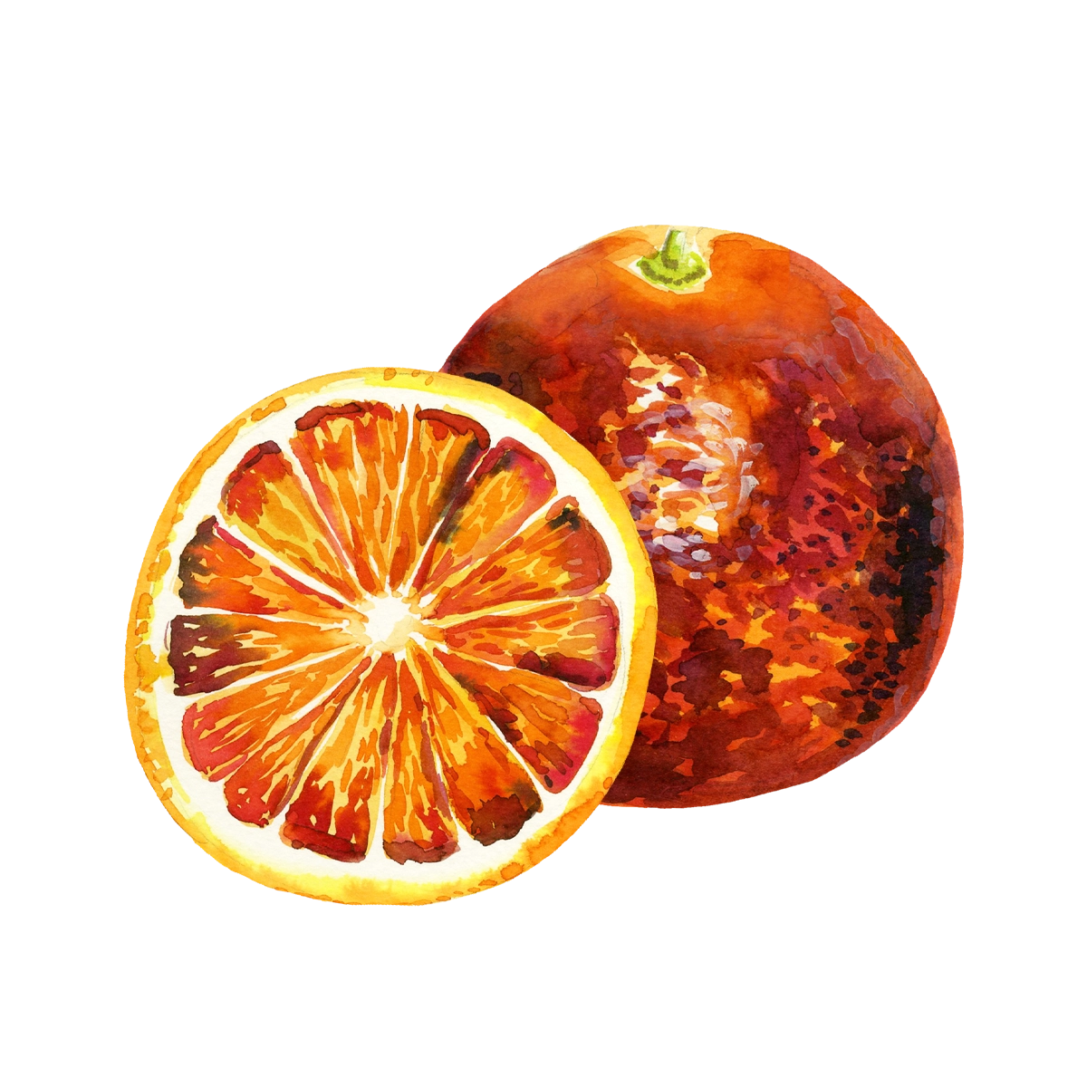 orangesanguine_aquarelle.webp