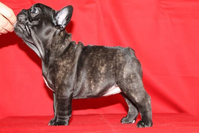 Renuar Unique Black Panda