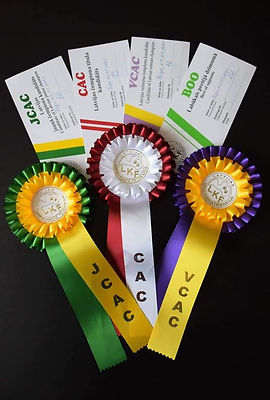 2021 05 Pug club dog show.jpg