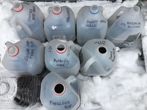 Winter-Sowing with DIY Milk Jug Greenhouses!