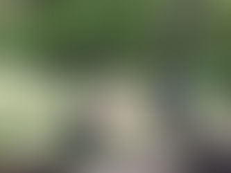 Neighborhood Tree Meeting