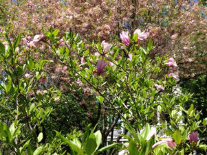 Pretty in Pink at the Growing Center