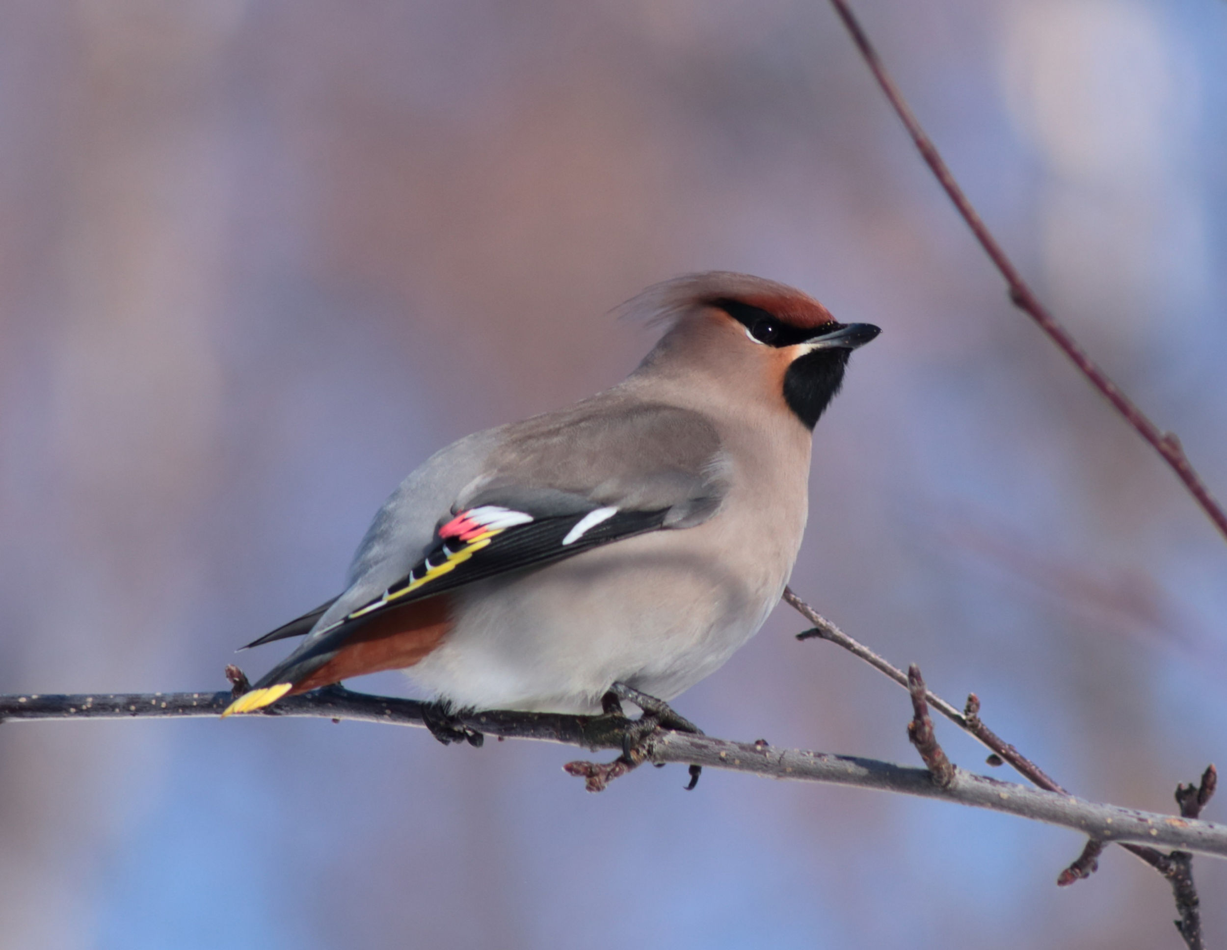 Waxwing