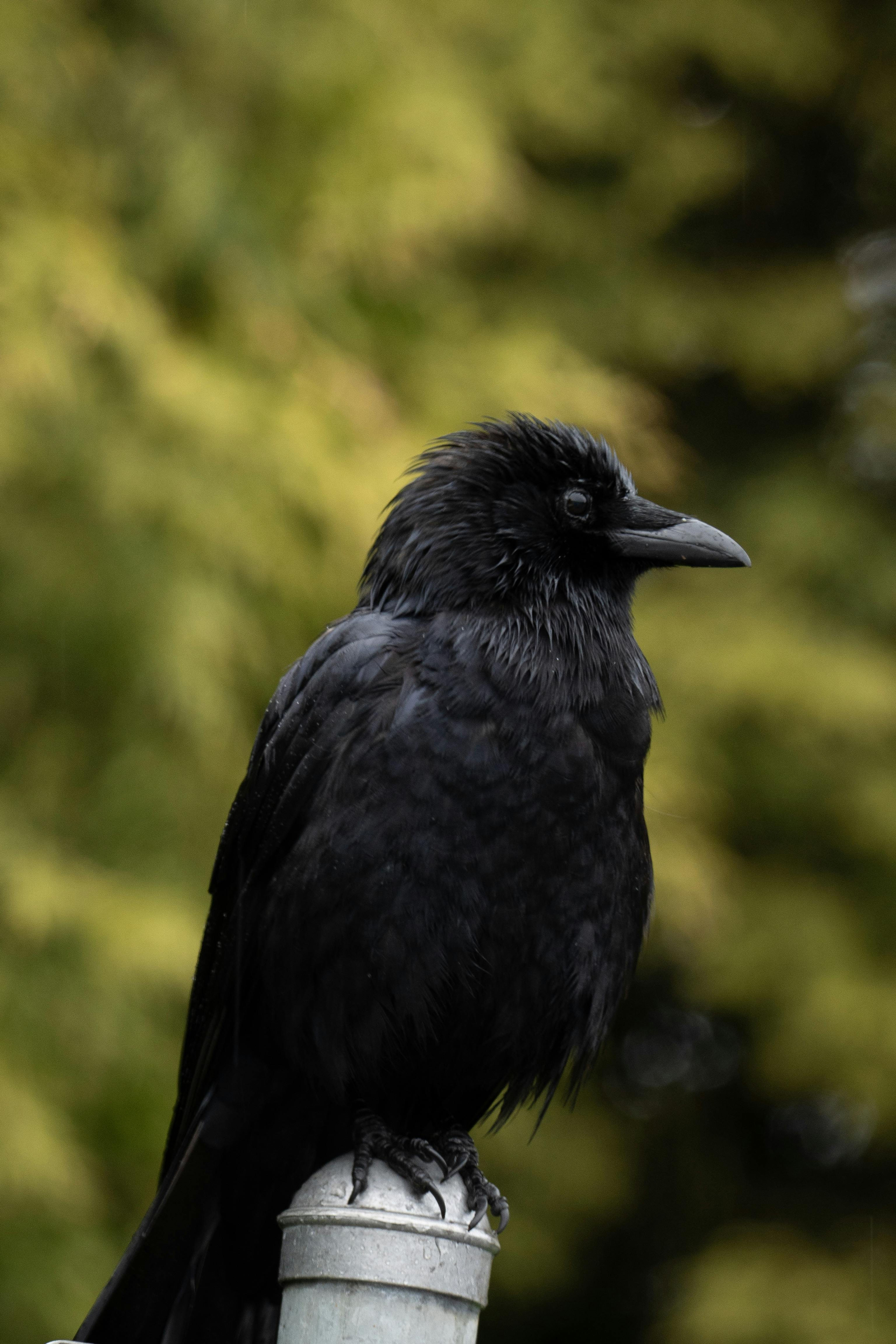 American Crow