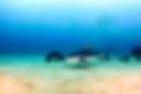 Bull Shark (Carcharhinus leucas). reefs of the Sea of Cortez, Pacific ocean. Cabo Pulmo, B