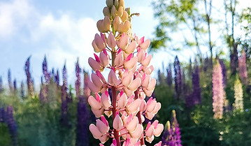 a field of lupin flowers