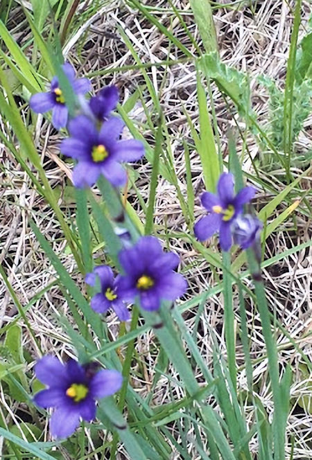 Thumbnail: The Joy of Looking: Guide to where the wildflowers hide