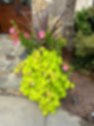 cordyline potato vine mandevilla.jpg