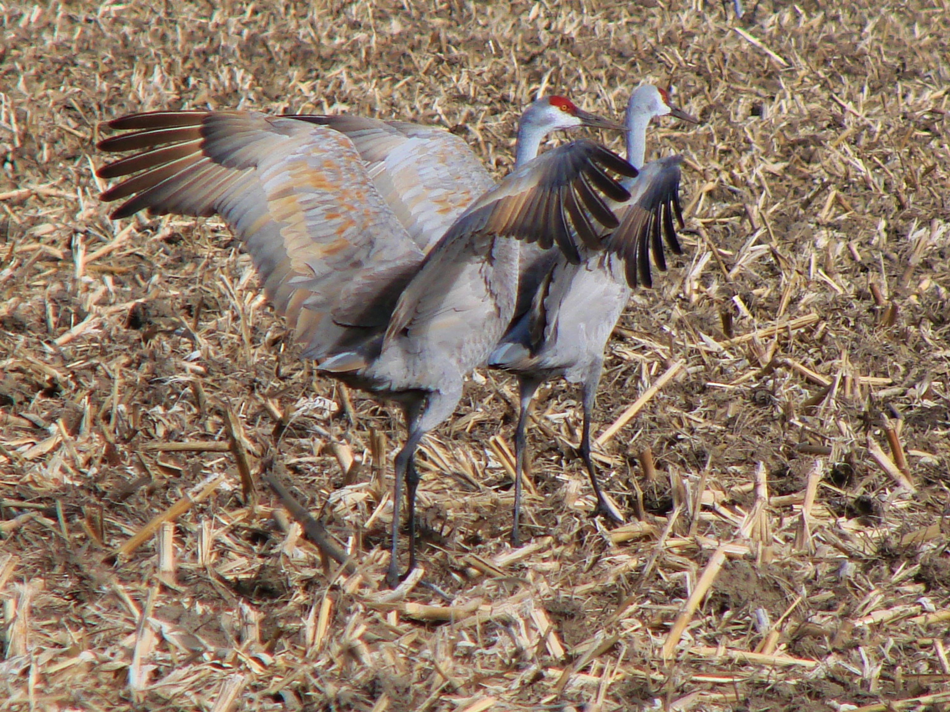 "DANCING CRANES"-16" X 20" PHOTOGRAPH ON CANVAS, GALLERY WRAPPED