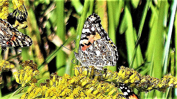 Hind wing, painted lady-2 (4).jpg