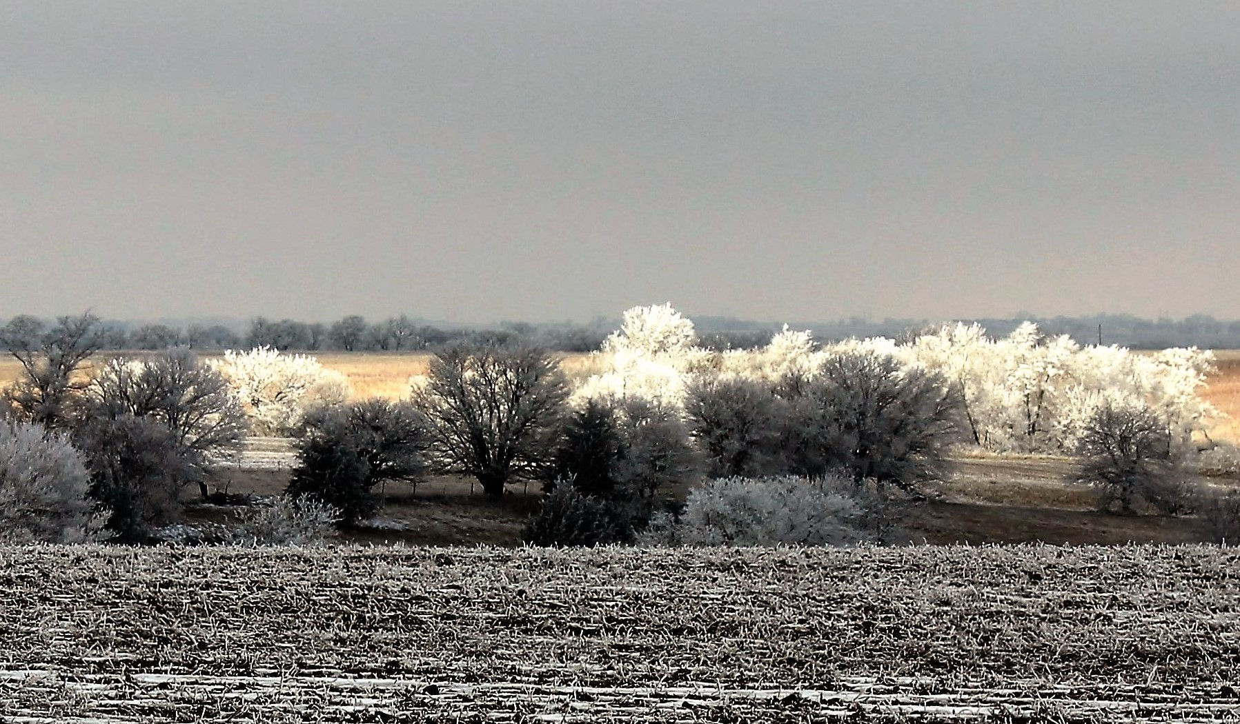 "FROSTY MORNING"-16" X 20" PHOTOGRAPH ON CANVAS, GALLERY WRAPPED