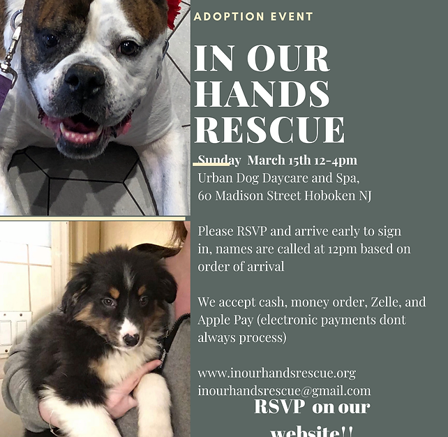 Home Nyc In Our Hands Rescue