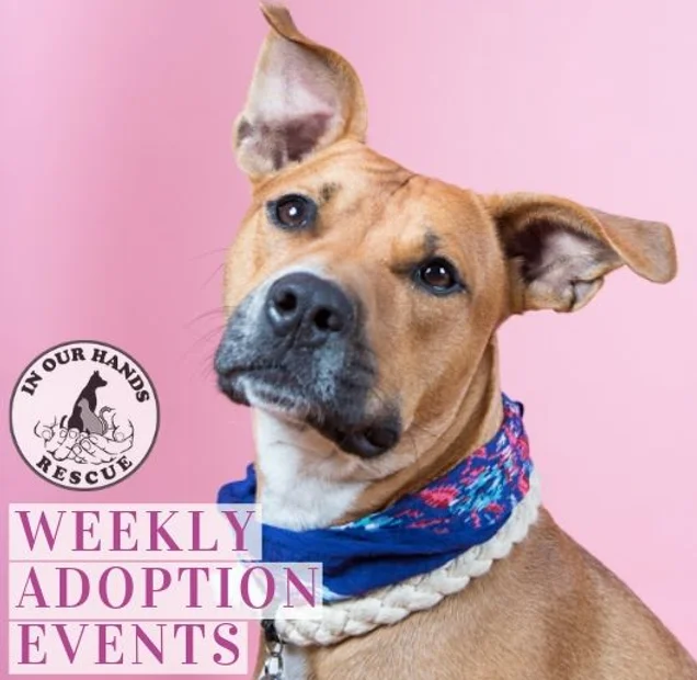 Home Nyc In Our Hands Rescue