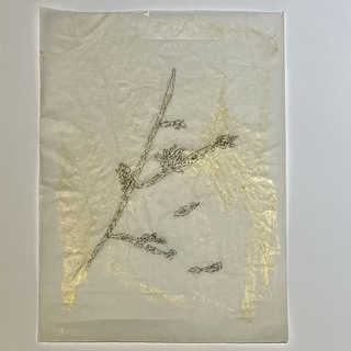 Malassezia furfur