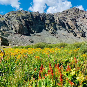 High Country Blooms - Karen DeAguero 